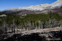 Boris Zubčić